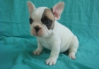 Perrita bulldog frances macho y hembra - mejor precio | unprecio.es