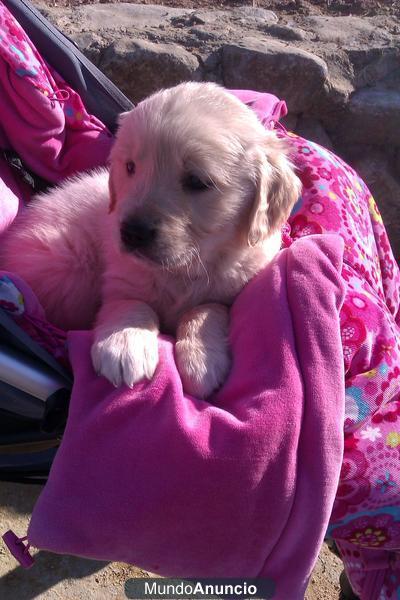 Preciosos cachorros Golden  Retriever