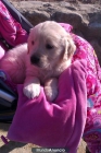 Preciosos cachorros Golden Retriever - mejor precio | unprecio.es