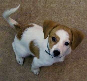 tenemos libre cachorros beagle listo.