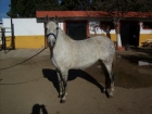 VENDO HERMOSA YEGUA CON BUENOS ORIGENES - mejor precio | unprecio.es