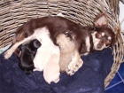 vendo preciosos cachorros chihuahua - mejor precio | unprecio.es