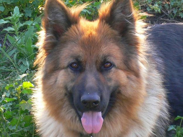 busco perro macho para monta de pastor aleman