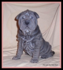 Cachorro hembra de shar-pei azul - mejor precio | unprecio.es