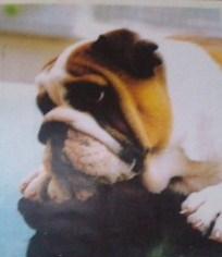 cachorros de bulldog ingles