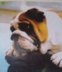 cachorros de bulldog ingles - mejor precio | unprecio.es