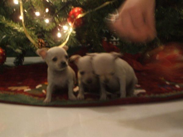 Chihuahuas:preciosos cachorritos minis pedigree 100euros