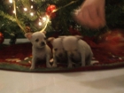 Chihuahuas:preciosos cachorritos minis pedigree 100euros - mejor precio | unprecio.es