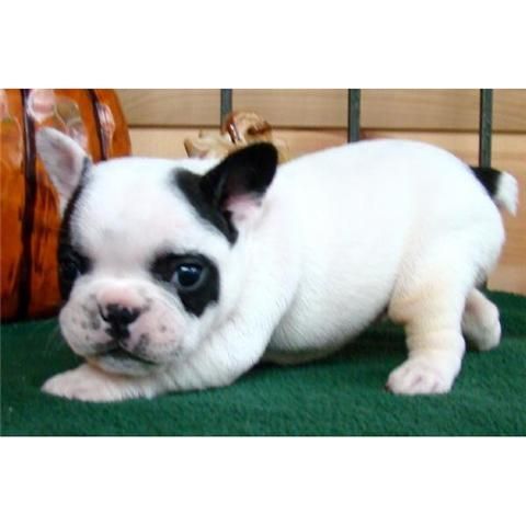 Excelentes Bulldog Frances