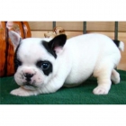 Excelentes Bulldog Frances - mejor precio | unprecio.es