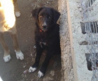 JAM, PRECIOSA CACHORRITA PASTOR BELGA-BORDER COLLIE DE SEIS MESES EN ADOPCIÓN O ACOGIDA‏ - mejor precio | unprecio.es