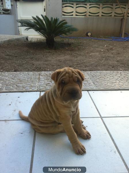 VENDO CACHORRO SHAR PEI