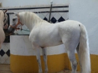 venta de caballos "El Sargento Mayor" - mejor precio | unprecio.es