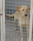 2 Labradoras en adopción urgente - mejor precio | unprecio.es