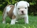 AFECTUOSO Bull Dog CACHORROS PARA USTED