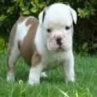 AFECTUOSO Bull Dog CACHORROS PARA USTED - mejor precio | unprecio.es