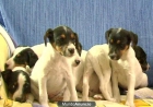 Cachorros Bodegueros Cruce Con Fox Terrier - mejor precio | unprecio.es