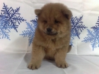 CHOW CHOW MACHOS Y HEMBRAS LISTOS PARA ENTREGAR 450 EUROS - mejor precio | unprecio.es