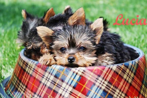 Economicos Yorkshire, cachorros de dos meses