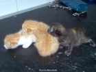 Gato regalo - mejor precio | unprecio.es