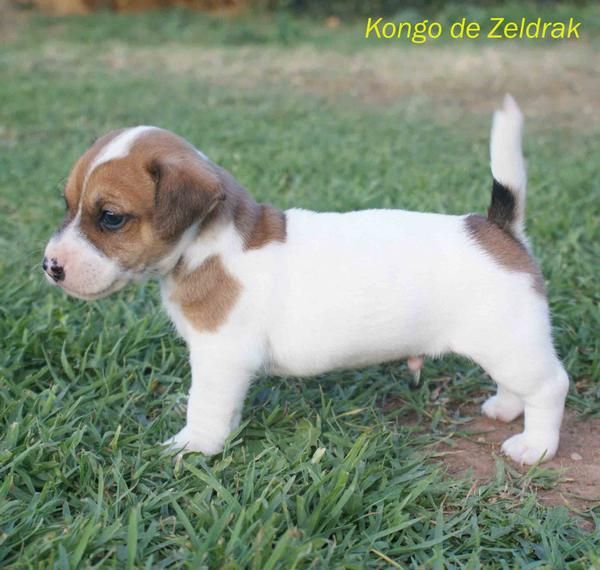 Jack Russell Terrier