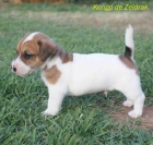 Jack Russell Terrier - mejor precio | unprecio.es