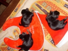 Se vende camada de perritos Yorkshire - mejor precio | unprecio.es