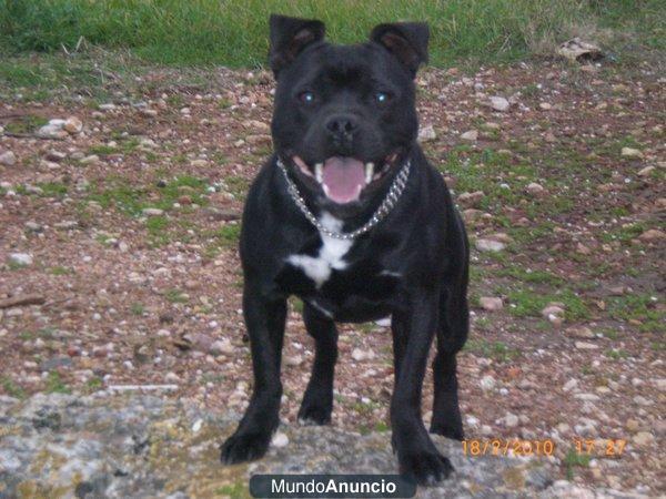 staffordshire bull terrier