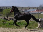 VENDO CABALLO NEGRO - mejor precio | unprecio.es