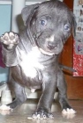 vendo pitbull blue nose gris, 380euros - mejor precio | unprecio.es