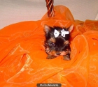 yorkshire terrier camadita toy - mejor precio | unprecio.es