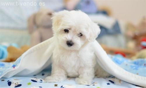 Súper saludable bebé adorable muñeca cara Maltés cachorro macho para una familia amorosa