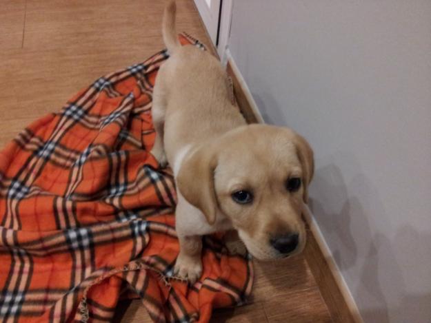 cachorro de labrador de dos meses