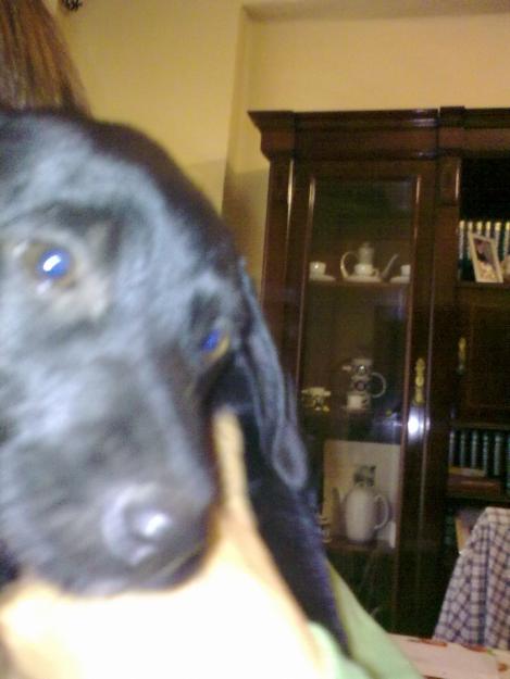 cachorro precioso en adopcion