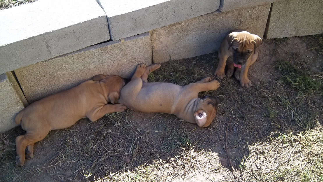 cachorros de boerboel