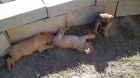cachorros de boerboel - mejor precio | unprecio.es