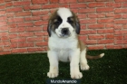 Cachorros de San Bernardo buen precio - mejor precio | unprecio.es