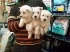 CACHORROS DE WESTY, CALIDAD EXCELENTE 530 EUROS - mejor precio | unprecio.es