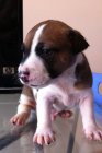 cachorros Jack Russell - mejor precio | unprecio.es