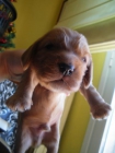 camada cocker spaniel ingles - mejor precio | unprecio.es