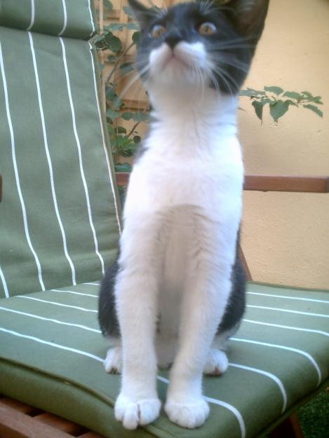 gatita en adopción