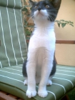 gatita en adopción - mejor precio | unprecio.es