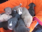 pitbull terrier cachorros - mejor precio | unprecio.es