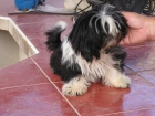 precioso shih-tzus - mejor precio | unprecio.es