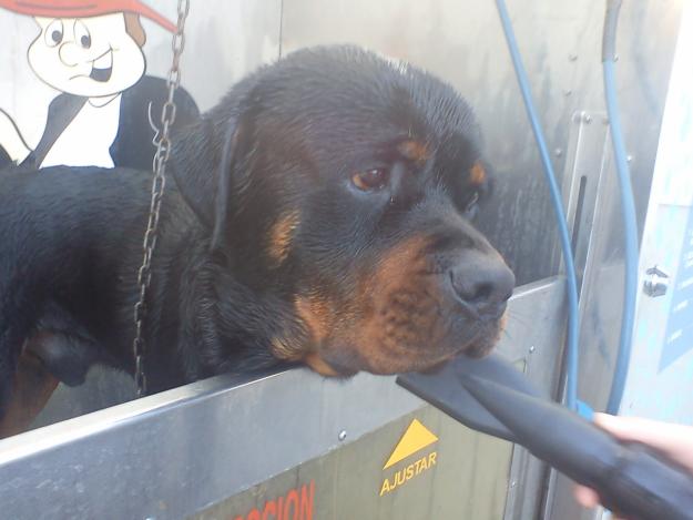 regalo rottweiler