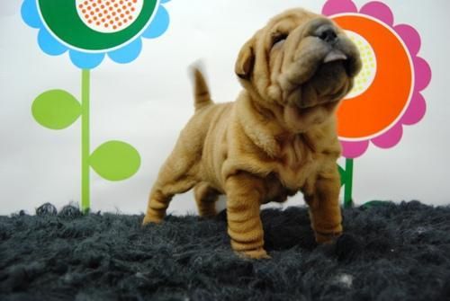 shar pei de alta calidad, la gente te mirara anodada¡¡