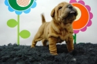 shar pei de alta calidad, la gente te mirara anodada¡¡ - mejor precio | unprecio.es