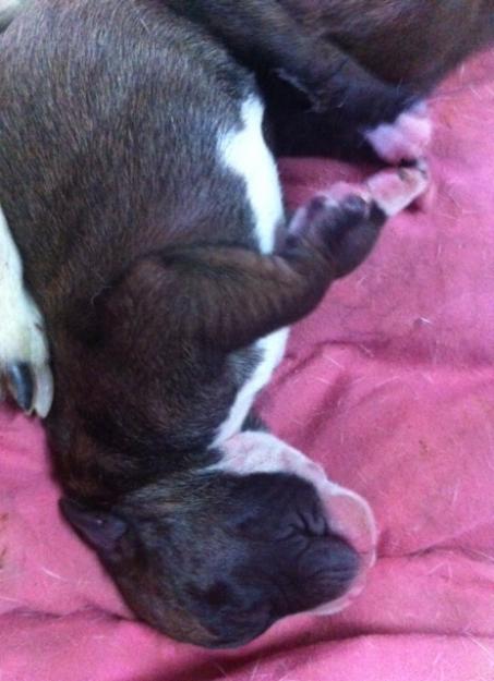 vendo cachorros Boxer