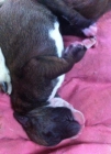 vendo cachorros Boxer - mejor precio | unprecio.es