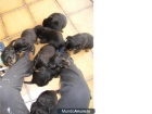 Rottweiler - Últimos Cachorros - mejor precio | unprecio.es